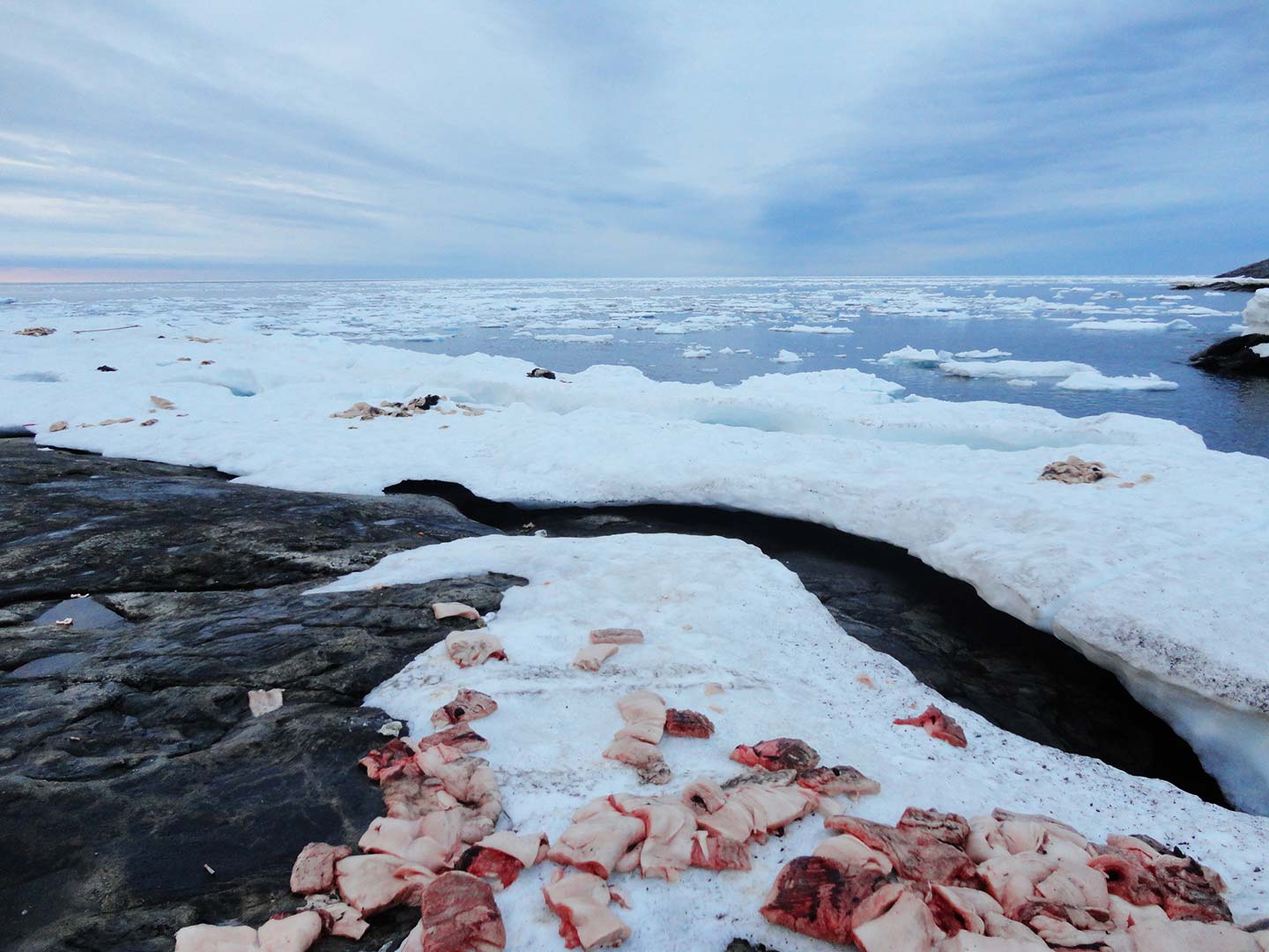 Sélénonéine et santé des Inuit