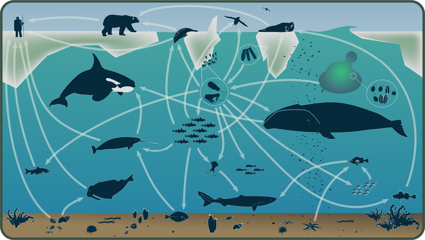 Marine food web in West Baffin Bay